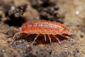 Image result for Nesogenaceae