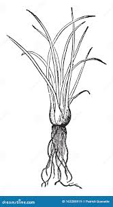 Image result for Isoetes