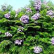 Children of the jacaranda tree. Jacaranda Bonsai Blue Dwarf Plant Suttons