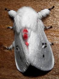 Black And White Spotted Moth Uk Polilla Blanca Con Puntos Negros Y Rojos Red And Black Spotted White Moth Cute Moth Colorful Moths Moth