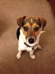 Home At Last Dog Rescue Adoptable Dogs Dogs And Kids Rat Terrier Mix Dogs