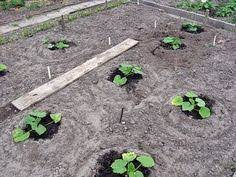 Pumpkin Plants On Pinterest Grow Pumpkins Planting Pumpkins And Pu Growing Pumpkins Planting Pumpkins Planting Pumpkin Seeds
