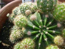 Cactus fleuri inc (le)עובד קניות אחר, מתנות, כרטיסי ברכה וציוד לימי הולדת, סיטונאים, קניות, סיטונאי של מוצרים ביתיים פעילויות. Echinopsis Calochlora Le Cactus Fleuri