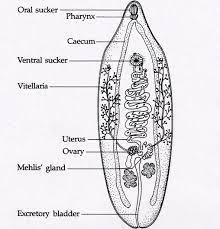 Combination with levamisole, have a specific. Opistorchis Liver Fluke Human Anatomy Chart Parasite