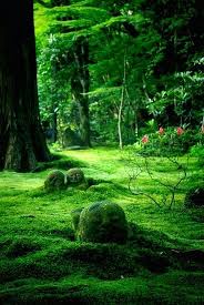 Kyoto Japan Jardin De Mousse Beaux Jardins Jardin Japonais