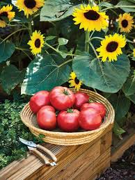 Bachelor button flowers are reseeding annuals and blooms may be single or double. Growing Vegetables And Flowers In Harmony Burpee