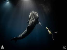A free diver and a whale shark. The Whale Shark Size And How It Feeds Blue Force Fleet