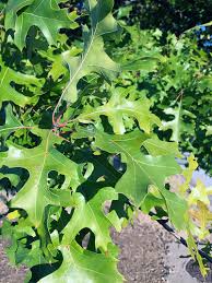 Maybe you would like to learn more about one of these? Nuttall Oak