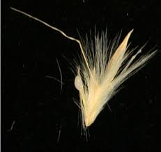 Image result for Hyparrhenia mobukensis