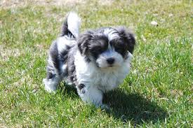 Black And White Coton De Tulear Puppies For Sale Shihton Shih Tzu Coton De Tulear Puppies Toronto Dogs For Sale Puppies For Sale Toronto 57 Coton De Tulear Puppy Coton De Tulear Dogs Dogs For Sale