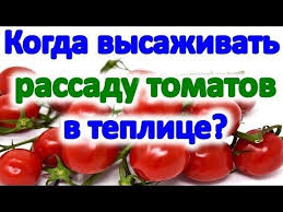 когда сеять перец на рассаду в 2019 году украина Kogda Sazhat Pomidory V Teplicu I Otkrytyj Grunt V Mae 2019 Goda Podskazhut Blagopriyatnye Dni Sostavlennye Isklyuchitelno Isho Tomatnye Gryadki Pomidory Teplica