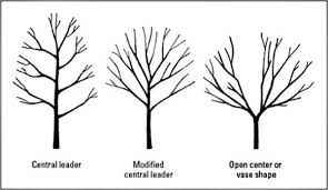 For example the best tree could be the one where the algorithm stopped according to the stopping rules as specified in ?rpart.control. Tree Pruning Easy Tips For Beginners We Can Help