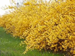 How To Grow And Care For Forsythia Bushes In 2020 Fast Growing Shrubs Shrubs For Landscaping Low Maintenance Garden