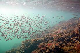 Cel mai batran vultur auriu din marea britanie a murit la varsta de 22 de ani, pe insula jura din apropierea coastei scotiene, informeaza telegraph. Populatii Intregi De Pesti Din Marea Neagra Alta Data Aproape Disparute Reapar Ecomagazin Ro