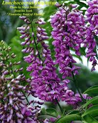 Image result for Lonchocarpus