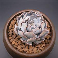 This will assure proper hydration of its roots. Echeveria Blue Heron Aplanter