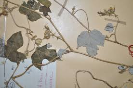 Image result for Ipomoea dichroa