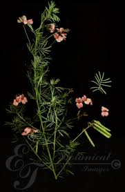 Image result for Indigofera hedyantha
