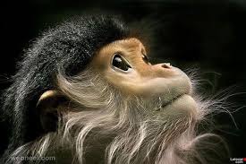 30 Incredible And Award Winning National Geographic Animal Photos Wildlife Photography National Geographic Animals Animal Photography Animal Photo