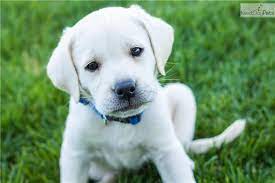 Buy and rehome labrador dogs and puppies. Professionally Trained Male White Lab Puppy Labrador Retriever Dog Breeds Labrador