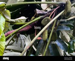 Image result for Musanga