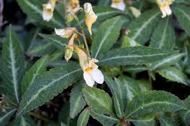 Image result for Impatiens shirensis