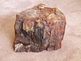 Amazing Agatized Petrified Wood 34lbs Etsy Petrified Wood Wood Elements Of Design