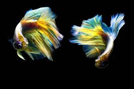 Selective Focus And One Dramatic Lighting On The Top Of Betta Fish In 2020 Dramatic Lighting Betta Fish Siamese Fighting Fish