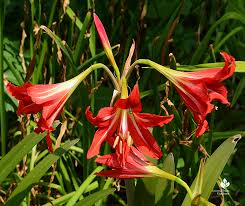 Image result for Crinum harmsii