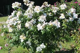Rosa 'sally holmes' is a white shrub rose cultivar, bred by robert holmes in great britain in 1976, and named in honor of his wife, sally. Roses Ducher Shrub Rose Sally Holmes