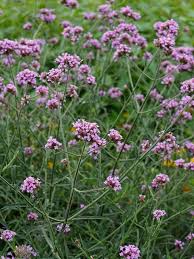 Image result for foto verbena