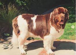What Is The Average Lifespan Of A Newfoundland Dog