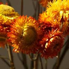 Check spelling or type a new query. 14 Strawflowers Ideas Dried Flowers Flowers Flowers For Sale