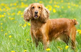 Check spelling or type a new query. Cocker Spaniel Short Haircut Online