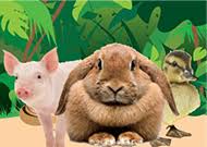 Maybe you would like to learn more about one of these? Houstonanimal Shows Traveling Animal Shows Petting Zoo S