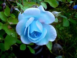 'what i wish i had known before buying my first home. Baby Blue Rose Beautiful Rose Flowers Rose Seeds Beautiful Roses