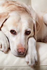 Cute Yellow Labrador Labrador Dog Labrador Retriever Labrador Retriever Funny