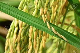 You can edit any of drawings via our online image editor before downloading. Rice Plant In Rice Field Stock Photo Picture And Royalty Free Image Image 12636722