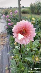 Dazzling Dahlias 40 In A Series The Flower That Started It All Via All Joy Flower Farm On Tiktok Video Flower Farm Dahlia Flowers