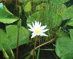 Image result for Eriosema tisserantii