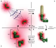 In animal cell cycle centriole duplicates during. Atypical Centrioles During Sexual Reproduction Abstract Europe Pmc