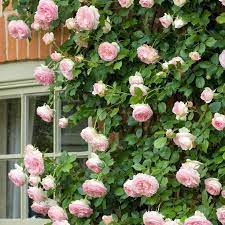 Eden Climber Is Also Known As Pierre De Ronsard But By Whatever Name No One Walks By This Climbing Climbing Roses Trellis Climbing Roses White Flower Farm
