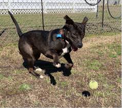 Pet friendly hotels in or near virginia beach, va. Your Weekly Guide To Pet Adoption In Hampton Roads July 5 11