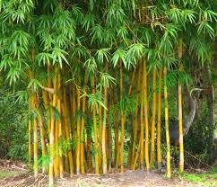 Black Bamboo Plants For Sale Non Invasive Varieties Are Perfect For Privacy I Love Mine Bamboo Landscape Bamboo Plants Bamboo Garden