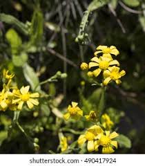 Image result for Senecio madagascariensis