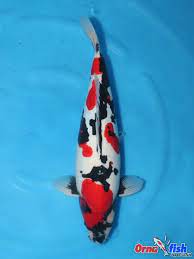 We only breed the kois with the best colors and patterns, american and japanese, standard fin and butterfly fin. Ornafish Japan Worldwide Exporters Of Nishikigoi Koi
