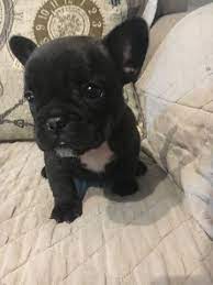 Maybe you would like to learn more about one of these? French Bulldog Puppy For Sale In Springfield Ga Adn 50254 On Puppyfinder Com Gender Female Bulldog Puppies Bulldog Puppies For Sale Brindle French Bulldog