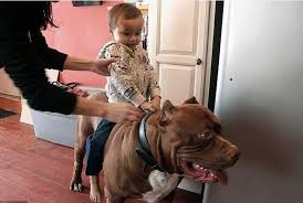 Dunyanin En Buyuk Pitbull Kopegi Hulk