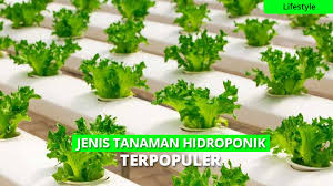 Maybe you would like to learn more about one of these? 9 Jenis Tanaman Hidroponik Yang Mudah Ditanam Di Rumah