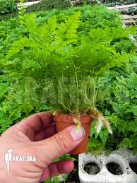 In the pteridophyte phylogeny group classification of 2016 (ppg i), it is the only genus in the family davalliaceae, which is placed in the suborder polypodiineae, order polypodiales. Araflora Exotic Flora More Rabbit Foot Fern Davallia Fejeensis